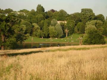 Hampstead Heath